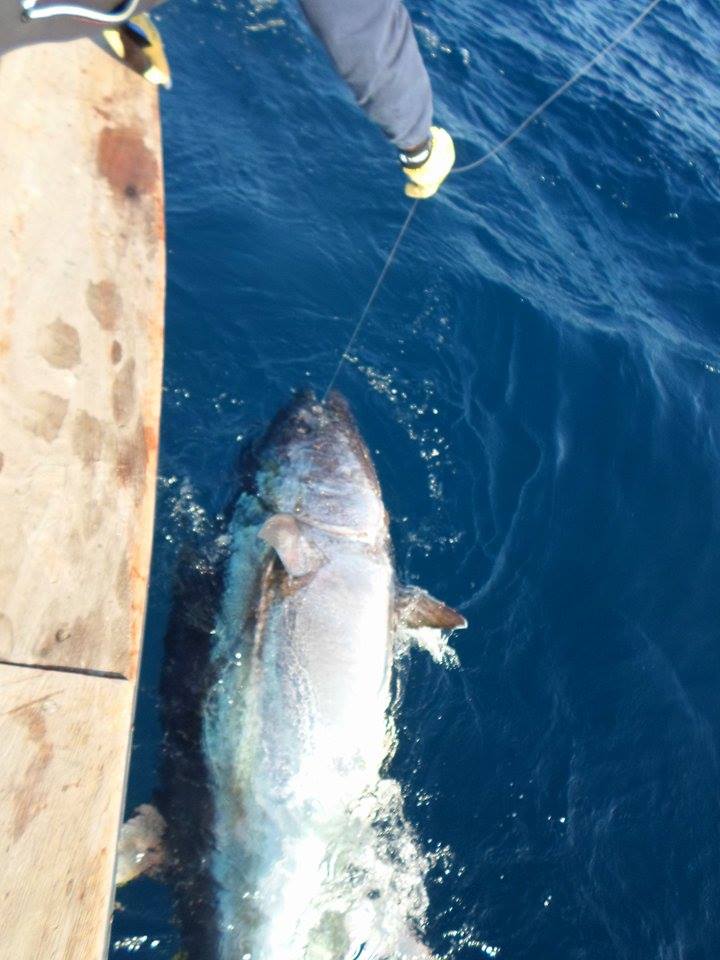 big-bluefin-la-gomera