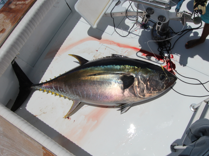 big-game-fishing-la-gomera-2016-may-bigeye-tuna