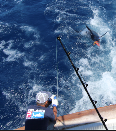 Big game fishing in La Gomera