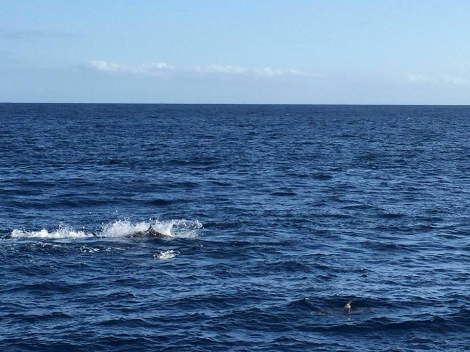 Pêche au thon rouge et thon bigeye La Gomera