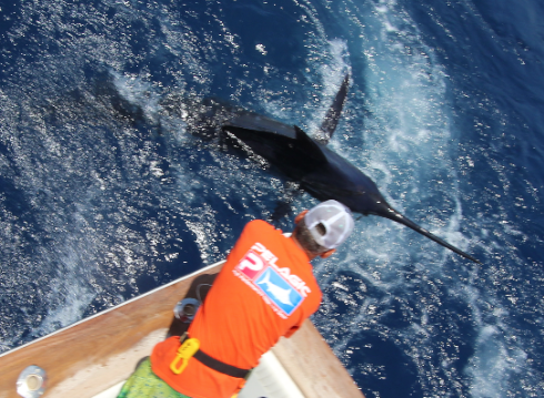 blue-marlin-fishing-la-gomera-june-2016