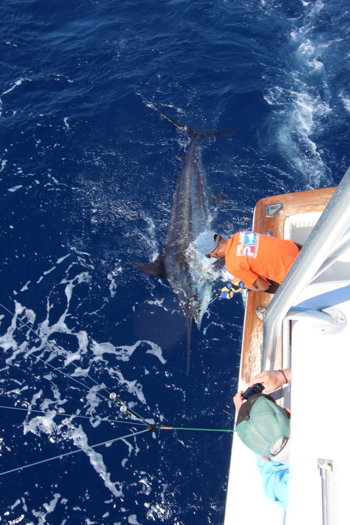 Pêche au gros la Gomera Juin 2016