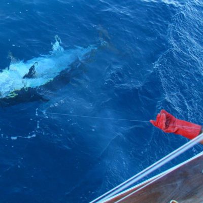 Giant Bluefin tuna fishing in La Gomera