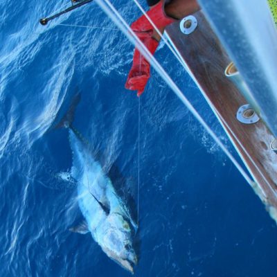 Giant bluefin tuna fishing in La Gomera