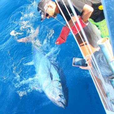 Full of giant bluefin in the Canary Islands