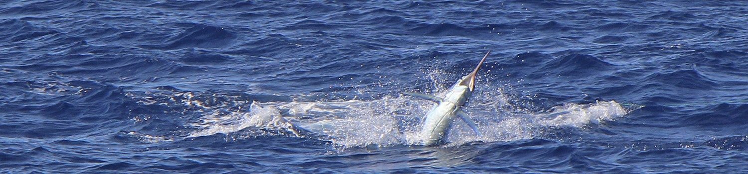 Big game fishing boat charter La Gomera