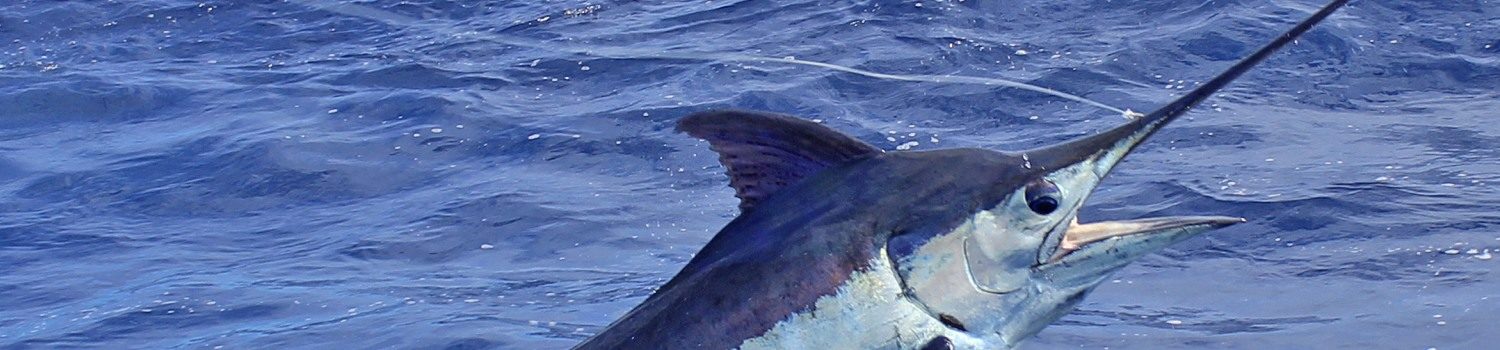 Big game fishing boat charter La Gomera