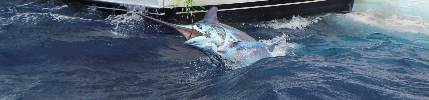 Big game fishing boat charter La Gomera