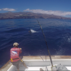 Blue marlin fishing La Gomera