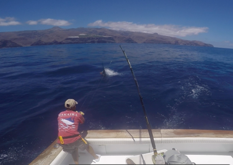 Marlin bleu de 500 livres relâché