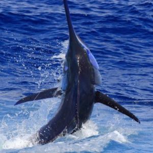 Big game fishing in La Gomera (Canary Islands)