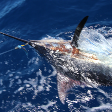 Blue marlin release