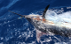 Big game fishing La Gomera