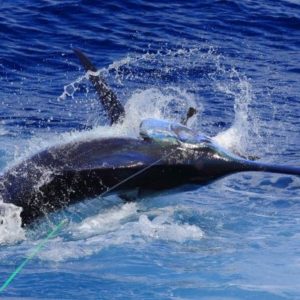 Big game fishing in La Gomera (Canary Islands)