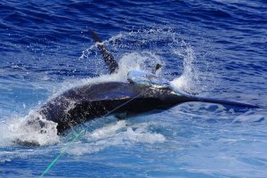 Blue Marlin fishing in La Gomera (Canary Islands)