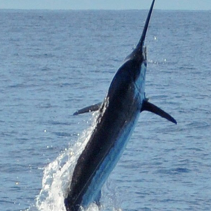 Big game fishing in La Gomera (Canary Islands)