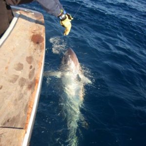 Big game fishing in La Gomera (Canary Islands)