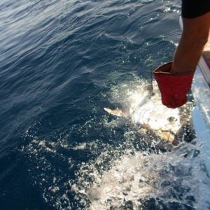 Big game fishing in La Gomera (Canary Islands)