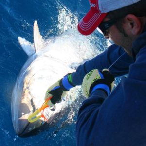 Big game fishing in La Gomera (Canary Islands)