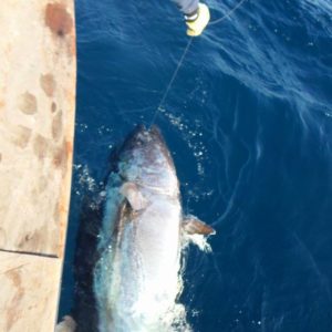 Big bluefin fishing La Gomera