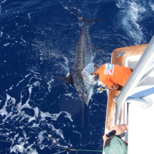 Big game fishing in La Gomera