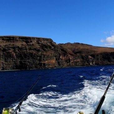 Un marlin blanc a mordu mais pas accroché