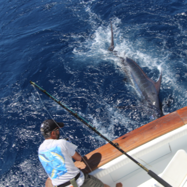 Released a nice blue in the class of 500 lbs