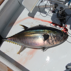 Big game fishing in La Gomera