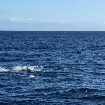 Thons obèses, thons rouges et dauphins