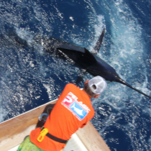 Blue marlin fishing in La Gomera