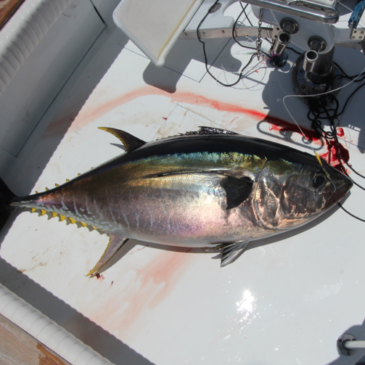 Nice bigeye tuna 300 lbs